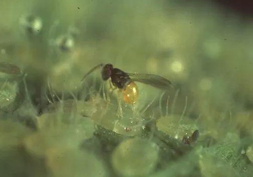 麗蚜小蜂(天敵昆蟲麗蚜小蜂品種介紹) 麗蚜小蜂(天敵昆蟲麗蚜小蜂品種介紹)