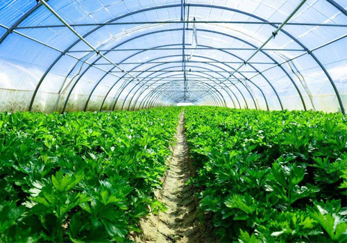 麗蚜小蜂(天敵昆蟲麗蚜小蜂品種介紹) 麗蚜小蜂(天敵昆蟲麗蚜小蜂品種介紹)