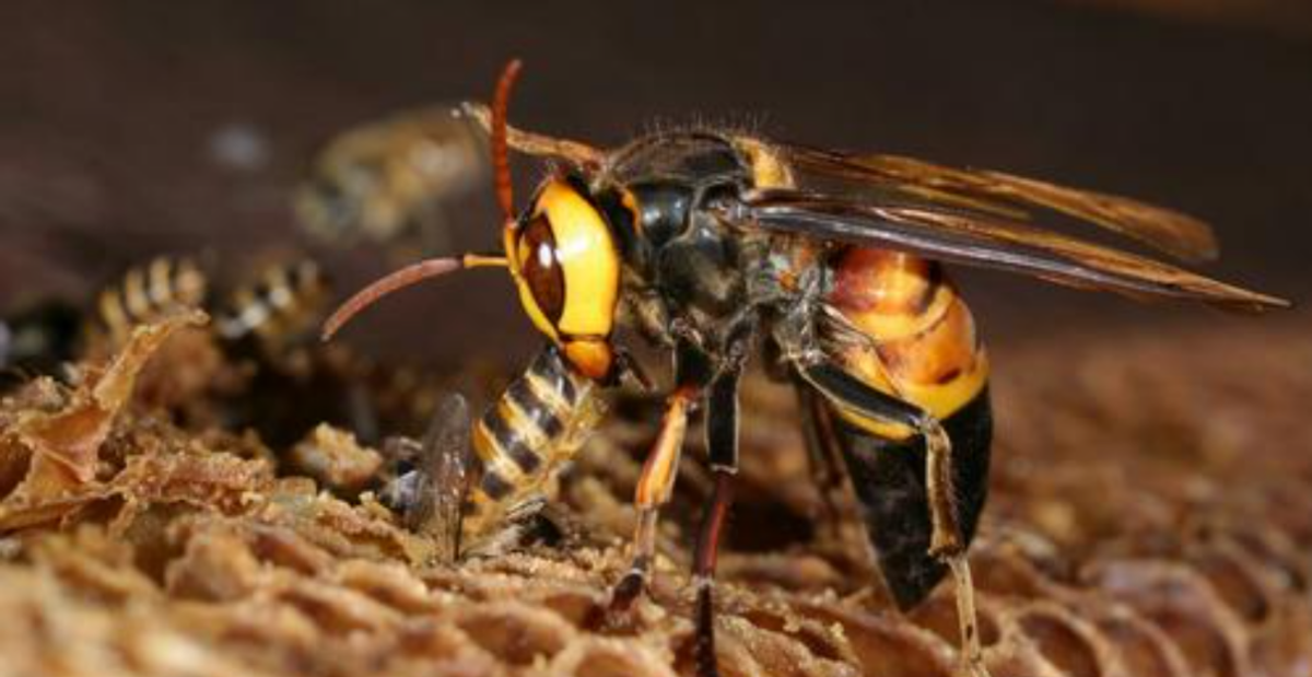 蜜蜂飛逃是蜂王最后出來嗎(蜂群怎么會突然飛逃) 蜜蜂飛逃是蜂王最后出來嗎(蜂群怎么會突然飛逃)