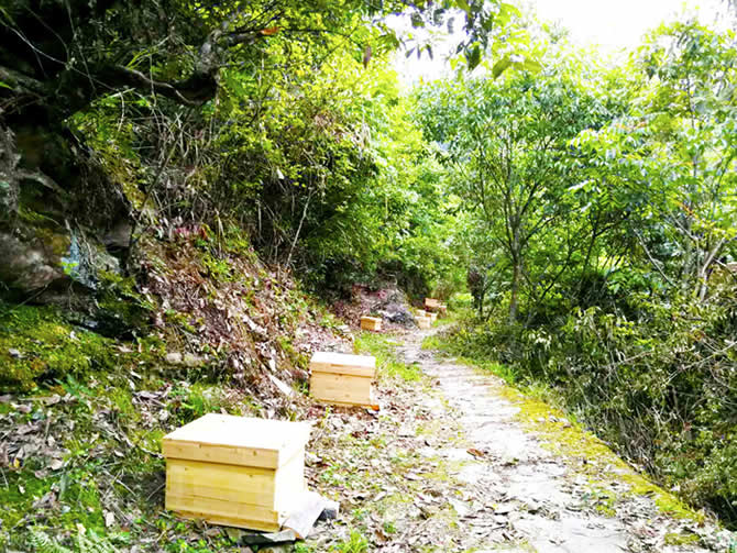 人工分蜂最佳時間及注意事項 人工分蜂最佳時間及注意事項