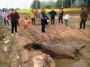 養蜂場地多大面積合適（格子養蜂的尺寸是多少合適）