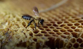 ?工蜂尾巴變白是什么原因(為什么蜜蜂尾部會出現白色物質) ?工蜂尾巴變白是什么原因(為什么蜜蜂尾部會出現白色物質)