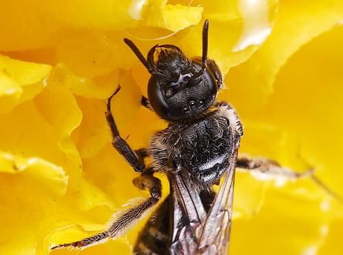 黑色的蜜蜂是什么蜂 黑色的蜜蜂是什么蜂