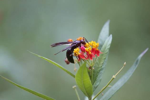 黑色的蜜蜂是什么蜂 黑色的蜜蜂是什么蜂