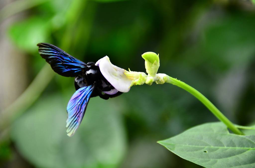 黑色的蜜蜂是什么蜂 黑色的蜜蜂是什么蜂
