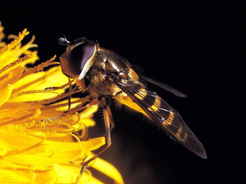 ?工蜂尾巴抖動是什么原因(蜜蜂在巢門口搖尾巴是什么意思) ?工蜂尾巴抖動是什么原因(蜜蜂在巢門口搖尾巴是什么意思)