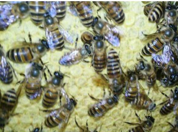 大排蜂可以裝箱養嗎(野蜜蜂裝箱家養的辦法) 大排蜂可以裝箱養嗎(野蜜蜂裝箱家養的辦法)