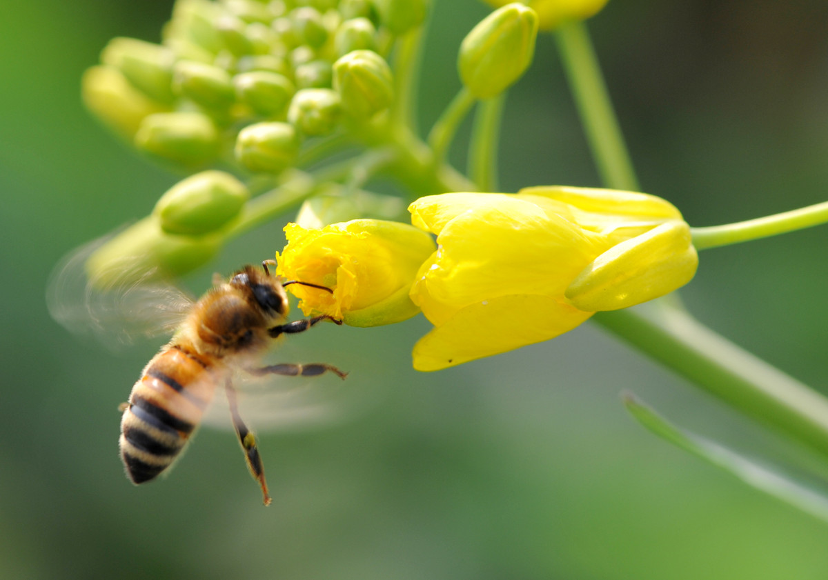 一箱中蜂一年需多少畝蜜源植物(一畝蜜源養多少蜂) 一箱中蜂一年需多少畝蜜源植物(一畝蜜源養多少蜂)