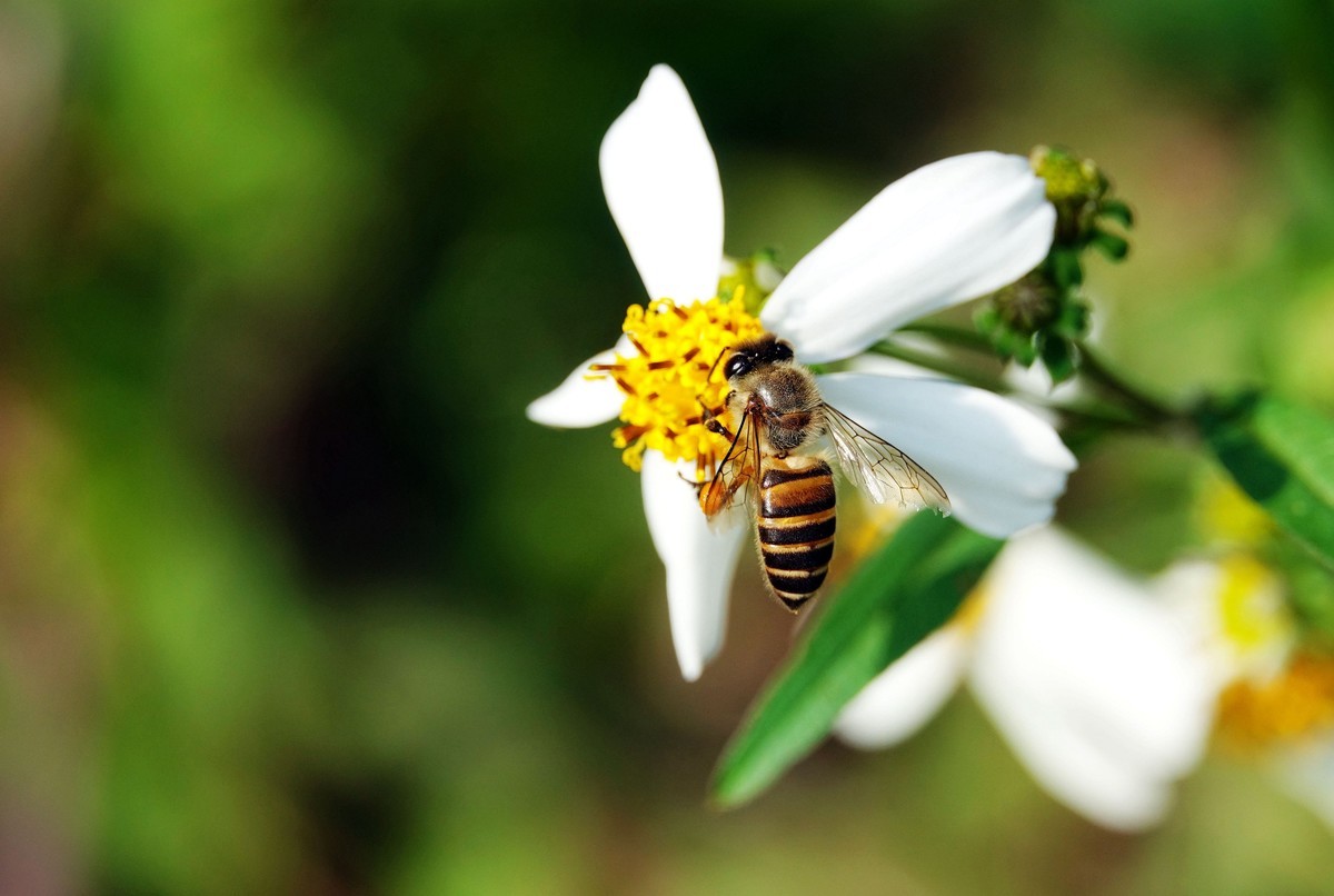 一箱中蜂一年需多少畝蜜源植物(一畝蜜源養多少蜂) 一箱中蜂一年需多少畝蜜源植物(一畝蜜源養多少蜂)