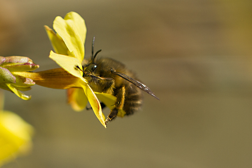 一箱中蜂一年需多少畝蜜源植物(一畝蜜源養多少蜂) 一箱中蜂一年需多少畝蜜源植物(一畝蜜源養多少蜂)