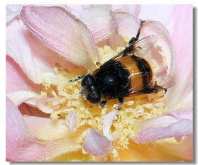 工蜂把雄蜂趕出去是什么原因(工蜂拖死雄蜂出箱外是什么原因) 工蜂把雄蜂趕出去是什么原因(工蜂拖死雄蜂出箱外是什么原因)