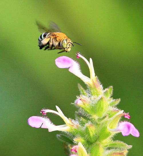 工蜂把雄蜂趕出去是什么原因(工蜂拖死雄蜂出箱外是什么原因) 工蜂把雄蜂趕出去是什么原因(工蜂拖死雄蜂出箱外是什么原因)