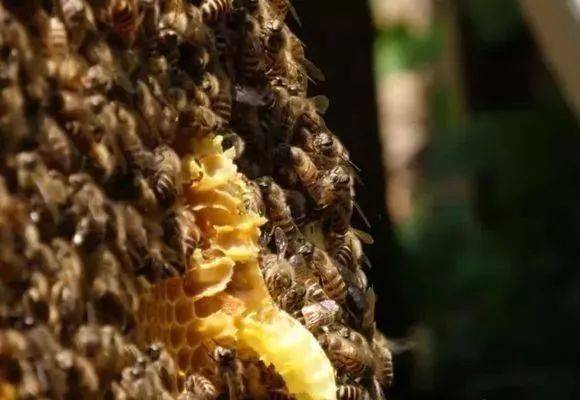 大蜂場(chǎng)是怎么養(yǎng)蜂的(大型養(yǎng)蜂場(chǎng)是如何飼喂蜂群的) 大蜂場(chǎng)是怎么養(yǎng)蜂的(大型養(yǎng)蜂場(chǎng)是如何飼喂蜂群的)