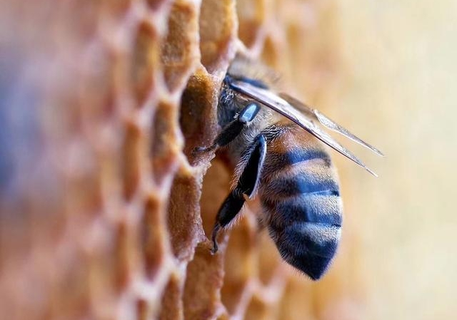 大蜂場(chǎng)是怎么養(yǎng)蜂的(大型養(yǎng)蜂場(chǎng)是如何飼喂蜂群的) 大蜂場(chǎng)是怎么養(yǎng)蜂的(大型養(yǎng)蜂場(chǎng)是如何飼喂蜂群的)