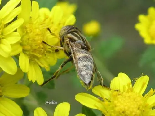 同一蜂場(chǎng)的兩箱中蜂能合群?jiǎn)幔ㄊ裁辞闆r下需要合并蜂群）