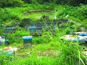 同一蜂場(chǎng)的兩箱中蜂能合群?jiǎn)幔ㄊ裁辞闆r下需要合并蜂群）