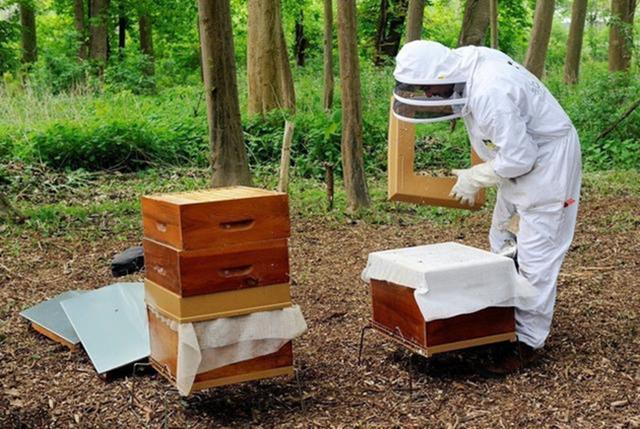 同一蜂場(chǎng)的兩箱中蜂能合群?jiǎn)幔ㄊ裁辞闆r下需要合并蜂群）