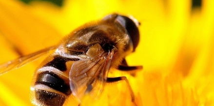 中蜂和高加索蜂的區別（中蜂和高加索蜂的對比）