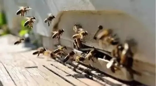 家里有很多蜜蜂怎么辦(家里突然來了好多蜜蜂怎么辦) 家里有很多蜜蜂怎么辦(家里突然來了好多蜜蜂怎么辦)