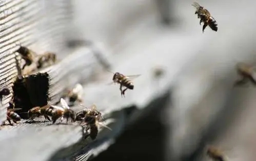 家里有很多蜜蜂怎么辦(家里突然來了好多蜜蜂怎么辦) 家里有很多蜜蜂怎么辦(家里突然來了好多蜜蜂怎么辦)