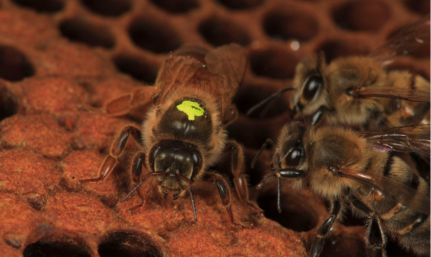 工蜂向蜂王擺動是什么意思(圍著蜂王的蜜蜂,都是蜂王的“丫鬟”) 工蜂向蜂王擺動是什么意思(圍著蜂王的蜜蜂,都是蜂王的“丫鬟”)