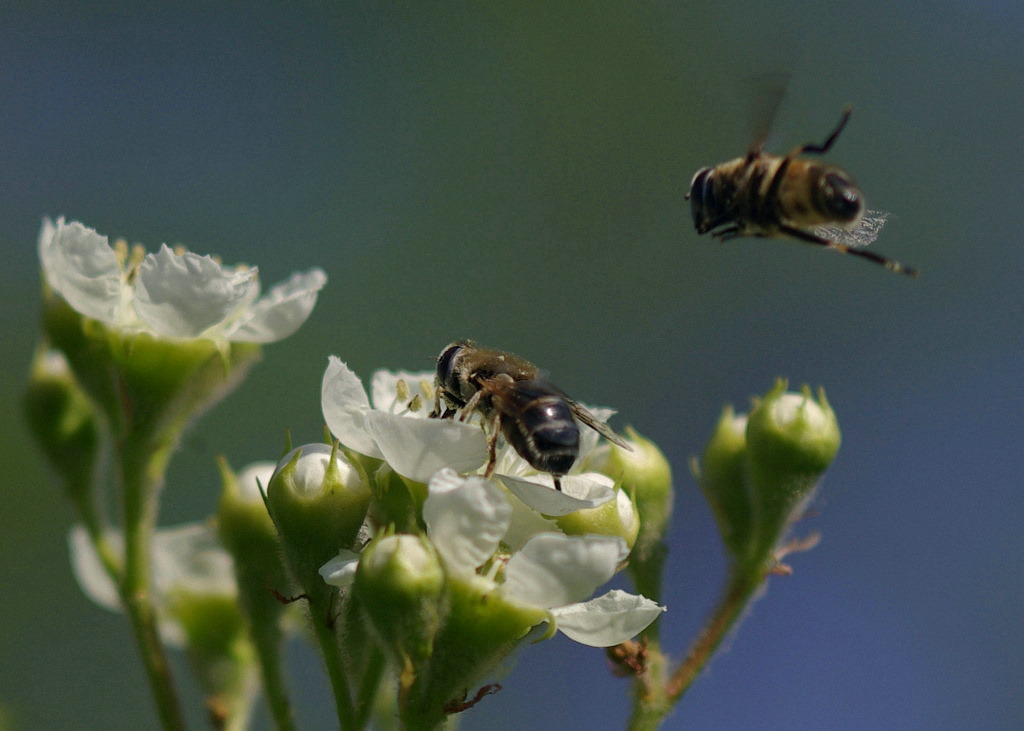蜜蜂為什么要采蜜對(duì)花有什么好處(蜜蜂采花蜜是為了什么) 蜜蜂為什么要采蜜對(duì)花有什么好處(蜜蜂采花蜜是為了什么)