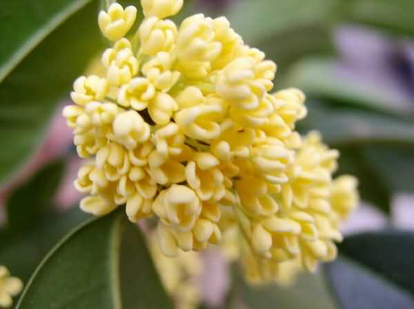 木犀科主要蜜源植物(一文了解木犀科代表植物) 木犀科主要蜜源植物(一文了解木犀科代表植物)