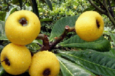 枇杷蜜跟枇杷膏一樣嗎(枇杷蜜和枇杷膏的區別) 枇杷蜜跟枇杷膏一樣嗎(枇杷蜜和枇杷膏的區別)