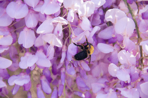 養(yǎng)蜂種什么花蜜源最好？(蜜源植物種植技巧)