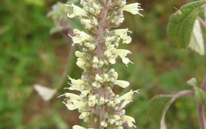 養(yǎng)蜂種什么花蜜源最好？(蜜源植物種植技巧)