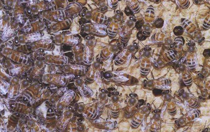 高加索蜜蜂形態特點(喀爾巴阡蜂出產機能) 高加索蜜蜂形態特點(喀爾巴阡蜂出產機能)