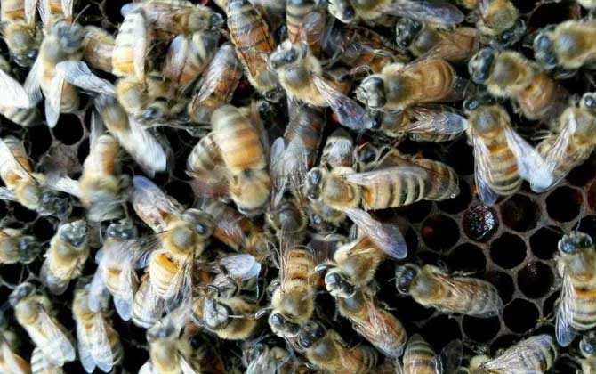 高加索蜜蜂形態特點(喀爾巴阡蜂出產機能) 高加索蜜蜂形態特點(喀爾巴阡蜂出產機能)