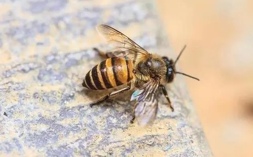 北一號(hào)中蜂品系價(jià)格(北京一號(hào)蜂種) 北一號(hào)中蜂品系價(jià)格(北京一號(hào)蜂種)