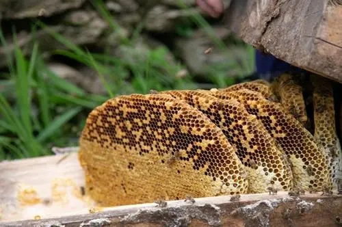 北一號(hào)中蜂品系價(jià)格(北京一號(hào)蜂種) 北一號(hào)中蜂品系價(jià)格(北京一號(hào)蜂種)