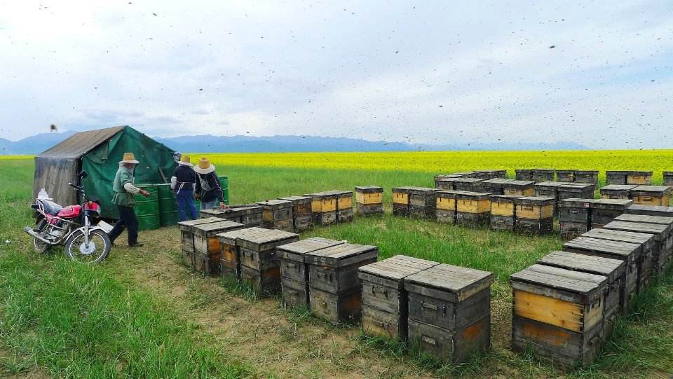 【蜜蜂知識】蜂箱木頭味道太大怎么辦? 蜂箱木頭味道太大怎么辦?