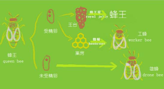 蜜蜂的生活習性及生長過程 蜜蜂的生活習性及生長過程