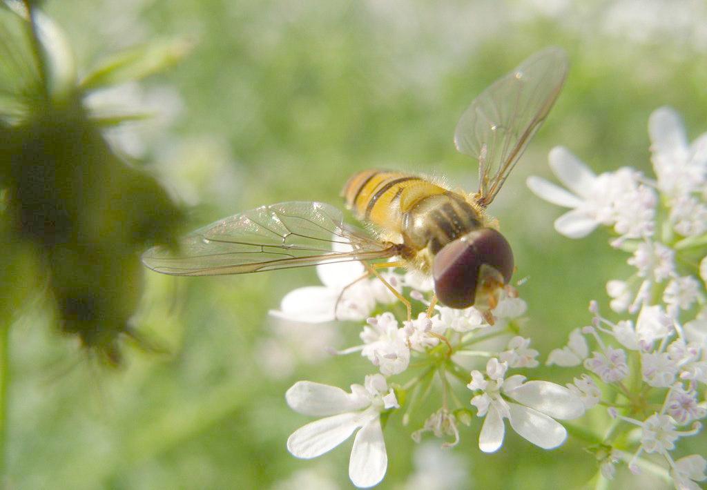 蜜蜂的生活習性及生長過程 蜜蜂的生活習性及生長過程