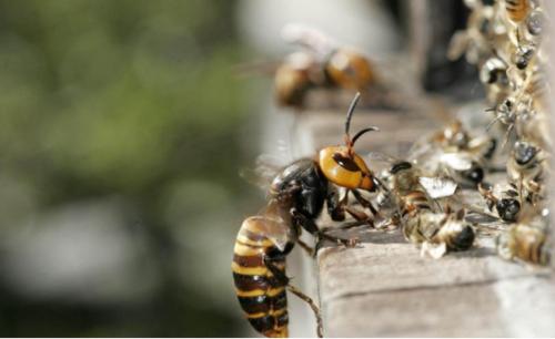 被中國大虎頭蜂蟄了要用什么藥治療（被虎頭蜂蟄了什么藥抹什么藥有用）