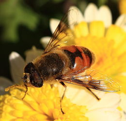 卡蜂飼養技術(卡尼鄂拉蜜蜂養殖方法) 卡蜂飼養技術(卡尼鄂拉蜜蜂養殖方法)