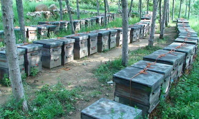 養殖蜜蜂應該如何擺放蜂箱? 養殖蜜蜂應該如何擺放蜂箱?