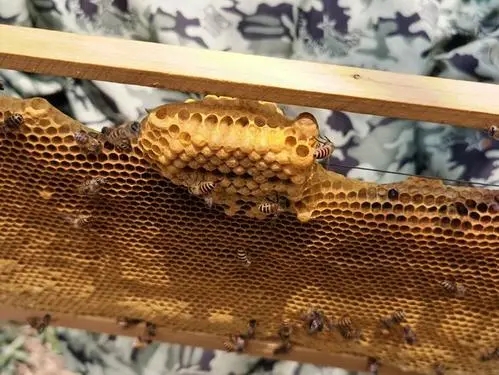 蜜蜂都是蜂王的后代嗎(蜜蜂怎么產生后代) 蜜蜂都是蜂王的后代嗎(蜜蜂怎么產生后代)