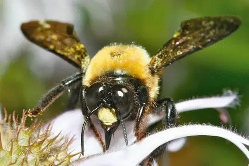 熊蜂筑巢產(chǎn)卵 熊蜂筑巢產(chǎn)卵