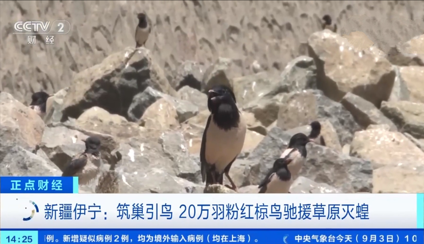 20萬(wàn)只粉紅椋鳥(niǎo)到達(dá)新疆,滅蝗大戰(zhàn)開(kāi)始,蝗蟲(chóng)還夠吃嗎 20萬(wàn)只粉紅椋鳥(niǎo)到達(dá)新疆,滅蝗大戰(zhàn)開(kāi)始,蝗蟲(chóng)還夠吃嗎