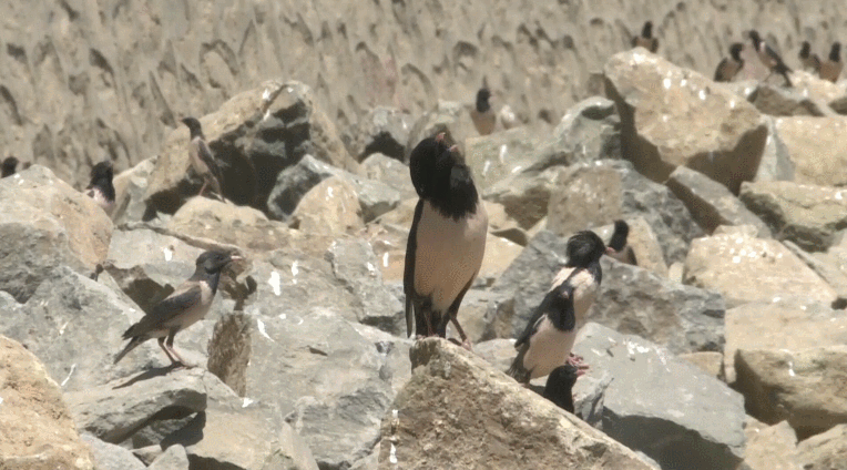 20萬(wàn)只粉紅椋鳥(niǎo)到達(dá)新疆,滅蝗大戰(zhàn)開(kāi)始,蝗蟲(chóng)還夠吃嗎 20萬(wàn)只粉紅椋鳥(niǎo)到達(dá)新疆,滅蝗大戰(zhàn)開(kāi)始,蝗蟲(chóng)還夠吃嗎