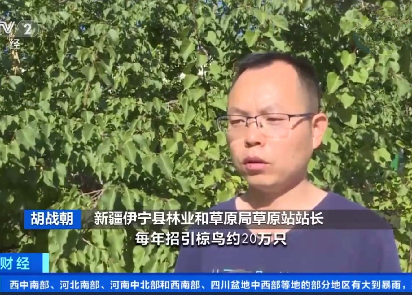 20萬(wàn)只粉紅椋鳥(niǎo)到達(dá)新疆,滅蝗大戰(zhàn)開(kāi)始,蝗蟲(chóng)還夠吃嗎 20萬(wàn)只粉紅椋鳥(niǎo)到達(dá)新疆,滅蝗大戰(zhàn)開(kāi)始,蝗蟲(chóng)還夠吃嗎