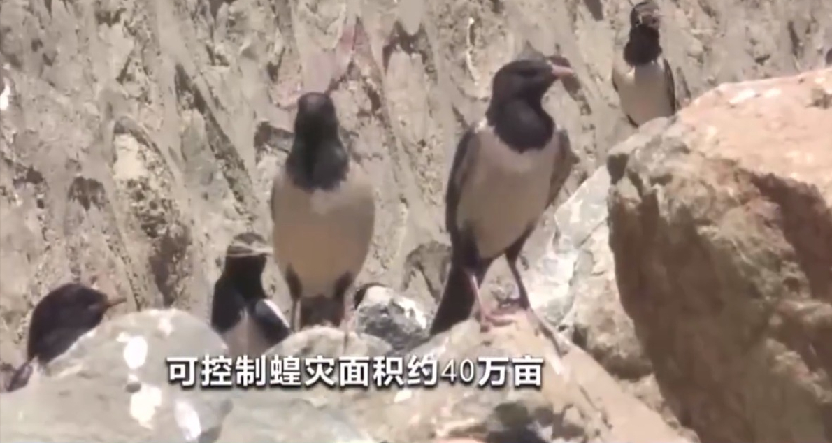 20萬(wàn)只粉紅椋鳥(niǎo)到達(dá)新疆,滅蝗大戰(zhàn)開(kāi)始,蝗蟲(chóng)還夠吃嗎 20萬(wàn)只粉紅椋鳥(niǎo)到達(dá)新疆,滅蝗大戰(zhàn)開(kāi)始,蝗蟲(chóng)還夠吃嗎