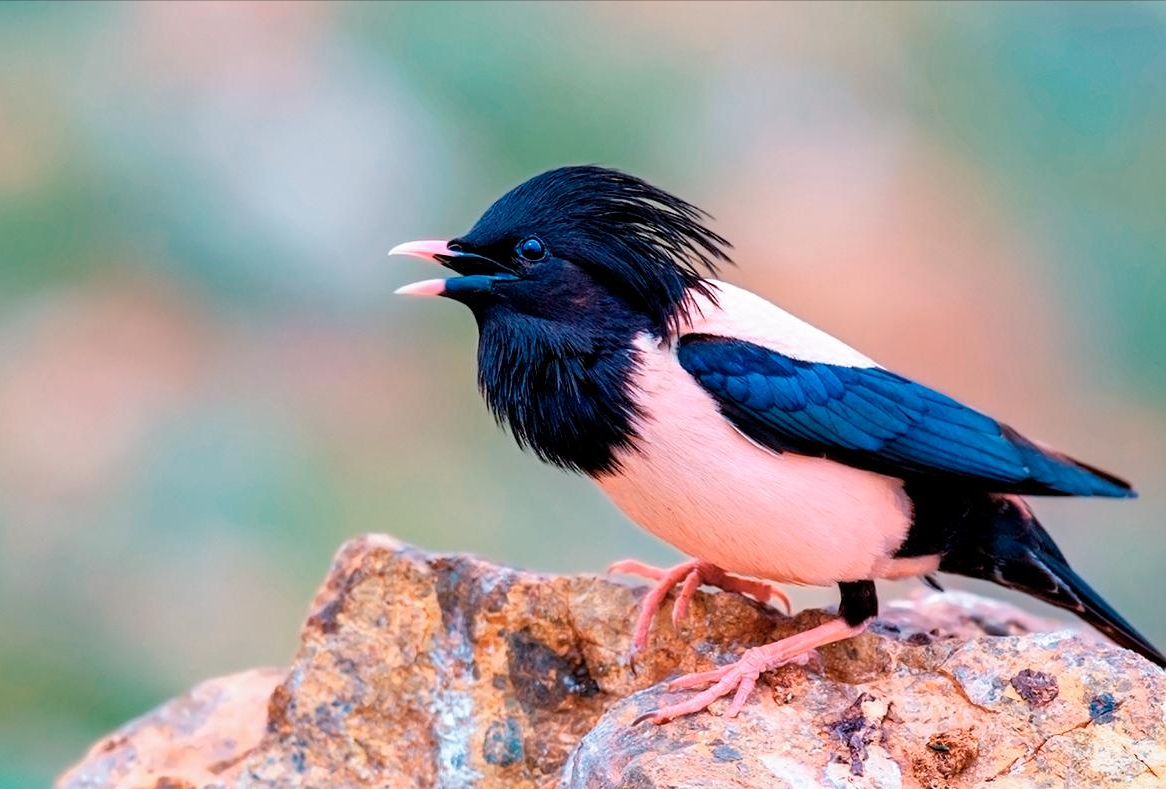 20萬(wàn)只粉紅椋鳥(niǎo)到達(dá)新疆,滅蝗大戰(zhàn)開(kāi)始,蝗蟲(chóng)還夠吃嗎 20萬(wàn)只粉紅椋鳥(niǎo)到達(dá)新疆,滅蝗大戰(zhàn)開(kāi)始,蝗蟲(chóng)還夠吃嗎