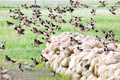 20萬(wàn)只粉紅椋鳥(niǎo)到達(dá)新疆,滅蝗大戰(zhàn)開(kāi)始,蝗蟲(chóng)還夠吃嗎 20萬(wàn)只粉紅椋鳥(niǎo)馳援新疆滅蝗,護(hù)40萬(wàn)畝草場(chǎng)!蝗災(zāi)到底有多可怕?
