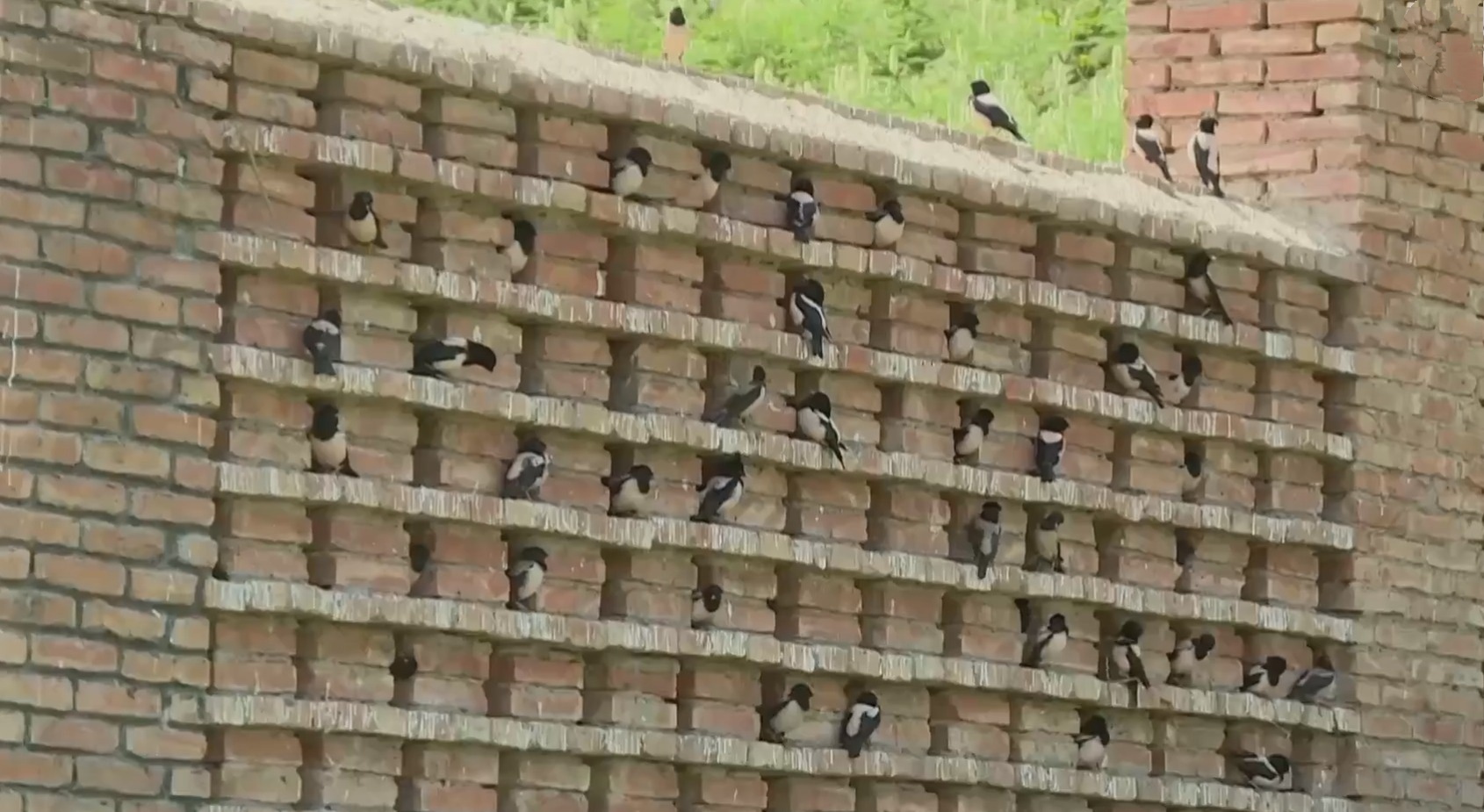 20萬(wàn)只粉紅椋鳥(niǎo)到達(dá)新疆,滅蝗大戰(zhàn)開(kāi)始,蝗蟲(chóng)還夠吃嗎 20萬(wàn)只粉紅椋鳥(niǎo)馳援新疆滅蝗,護(hù)40萬(wàn)畝草場(chǎng)!蝗災(zāi)到底有多可怕?