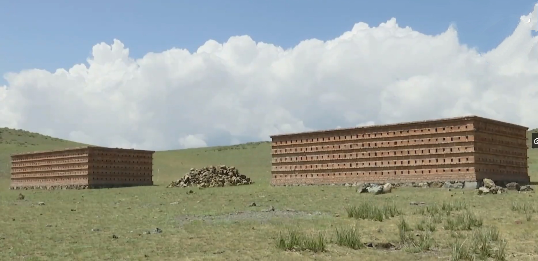 20萬(wàn)只粉紅椋鳥(niǎo)到達(dá)新疆,滅蝗大戰(zhàn)開(kāi)始,蝗蟲(chóng)還夠吃嗎 20萬(wàn)只粉紅椋鳥(niǎo)馳援新疆滅蝗,護(hù)40萬(wàn)畝草場(chǎng)!蝗災(zāi)到底有多可怕?